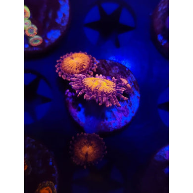 Pandora Zoanthid Frag WYSIWYG!