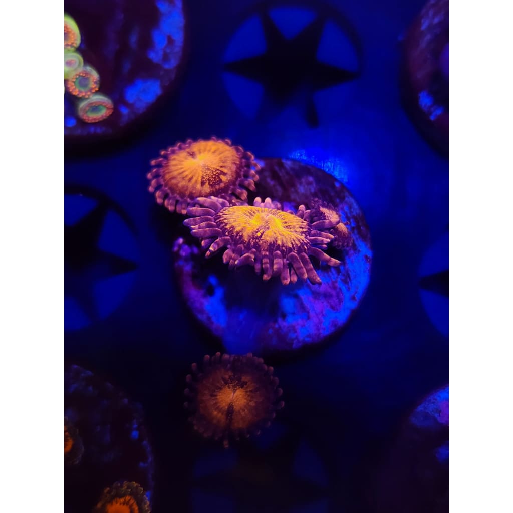 Pandora Zoanthid Frag WYSIWYG!