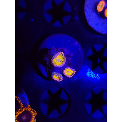 Pandora Zoanthid Frag WYSIWYG!