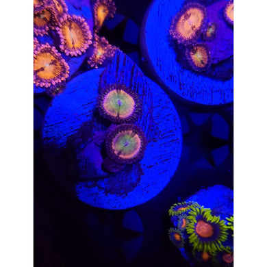 Pastel Rainbow Zoanthid Frag WYSIWYG!