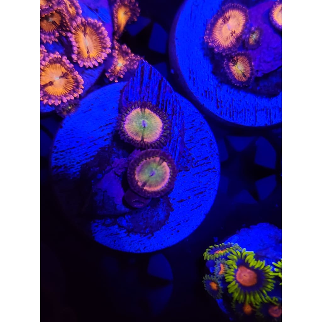 Pastel Rainbow Zoanthid Frag WYSIWYG!