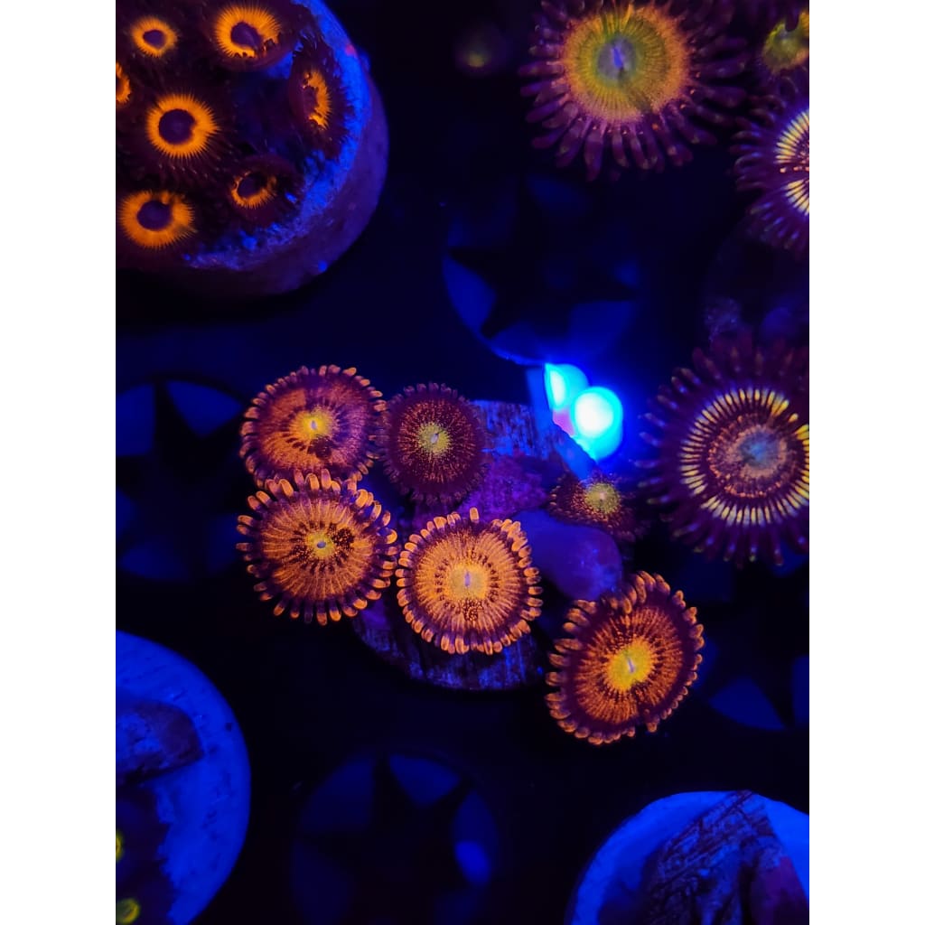 Peach Bowl Zoanthid Frag WYSIWYG!