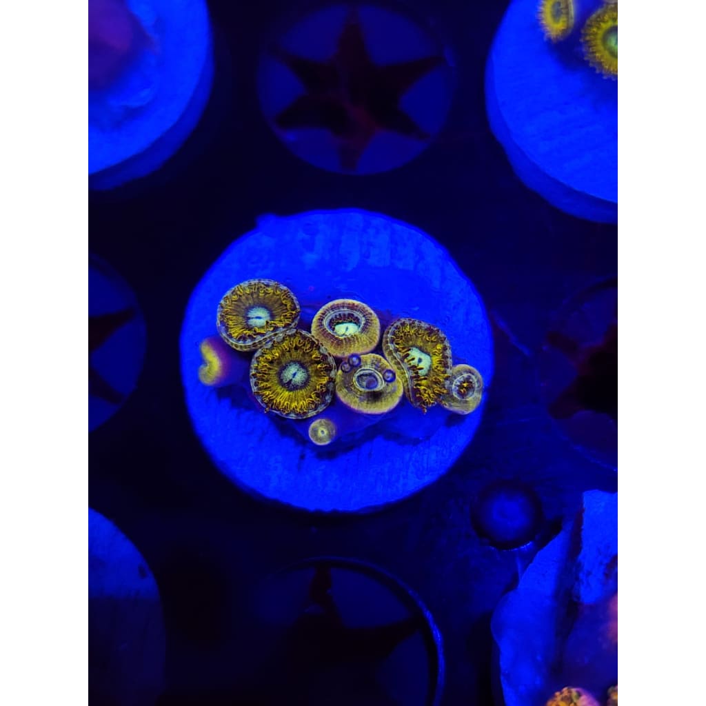 Pikachu Zoanthid Frag WYSIWYG!