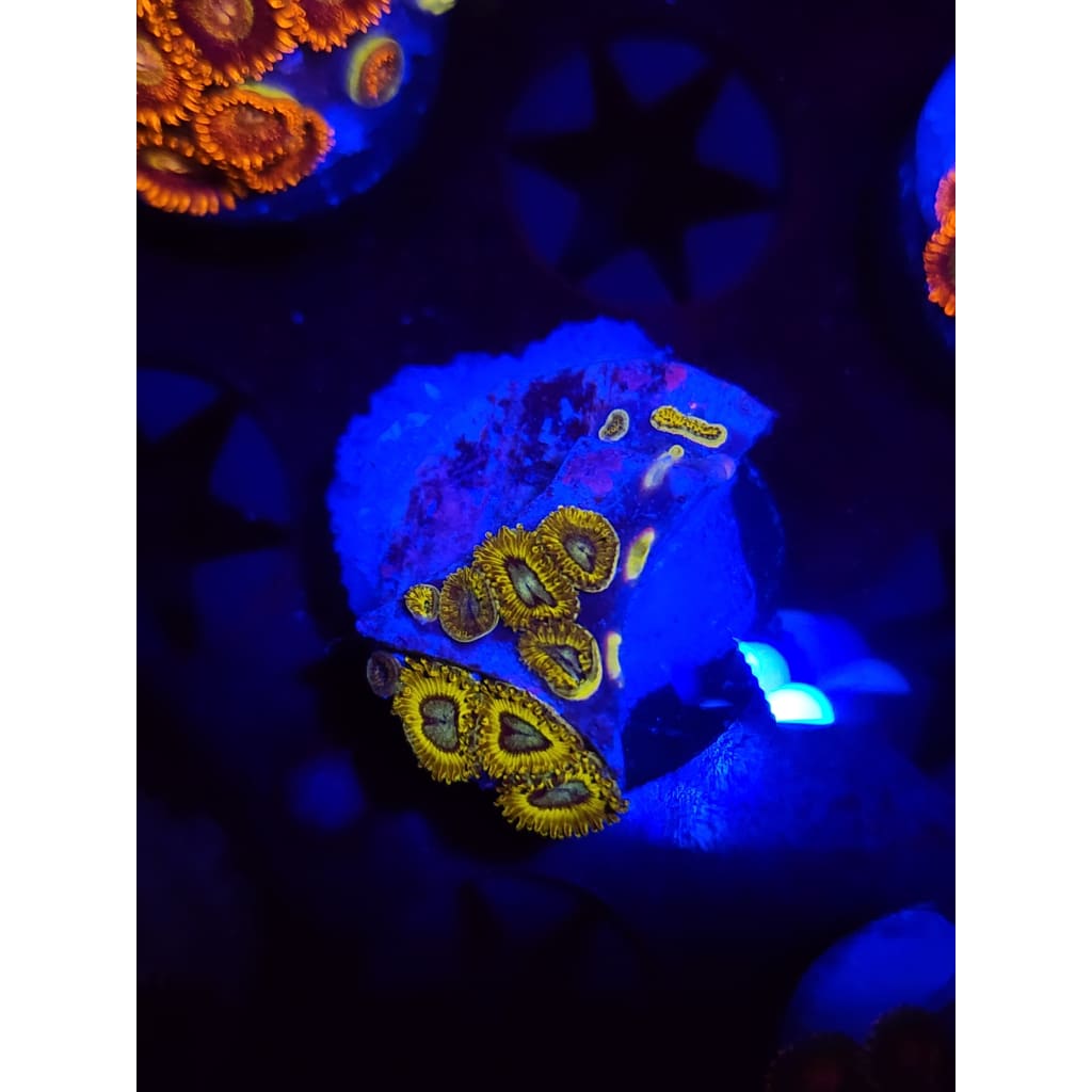 Pikachu Zoanthid Frag WYSIWYG!