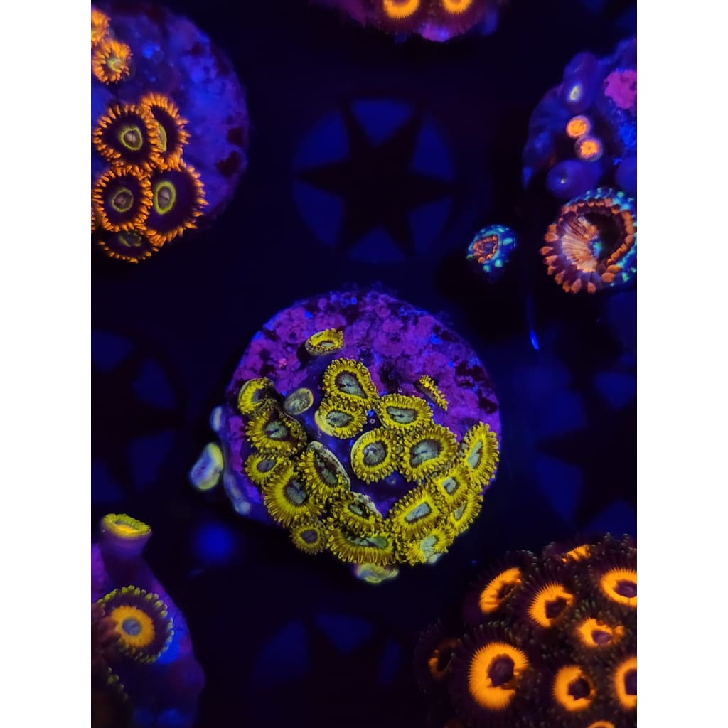 Pikachu Zoanthid Frag WYSIWYG!