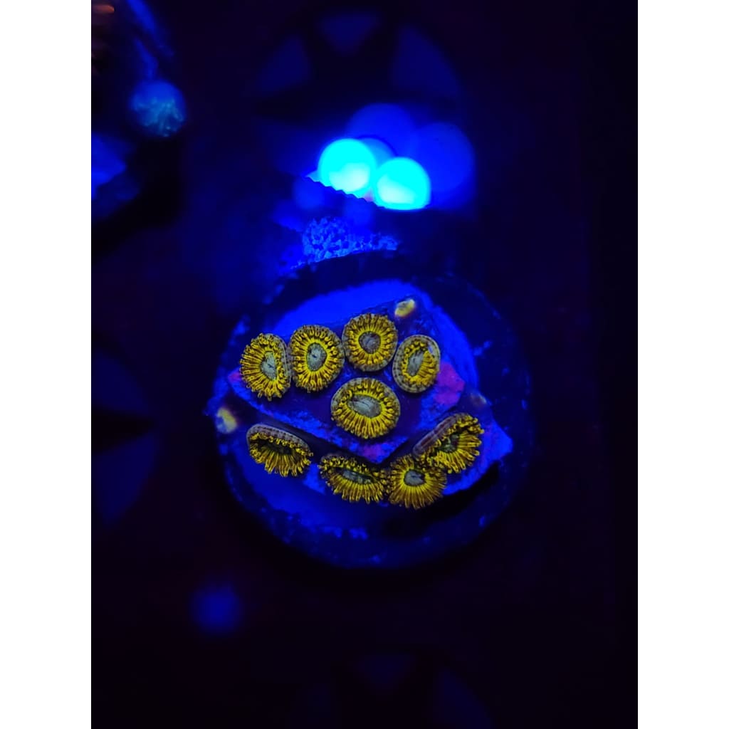Pikachu Zoanthid Frag WYSIWYG!