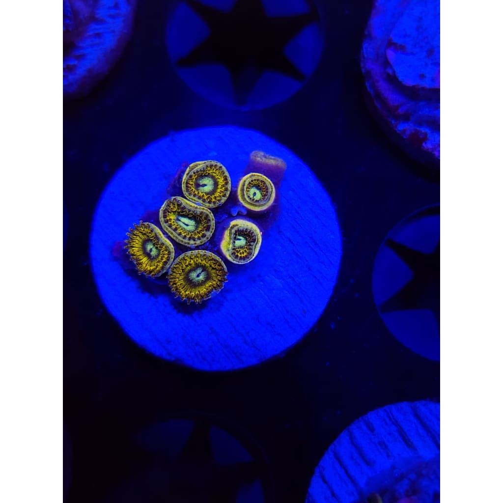 Pikachu Zoanthid Frag WYSIWYG!