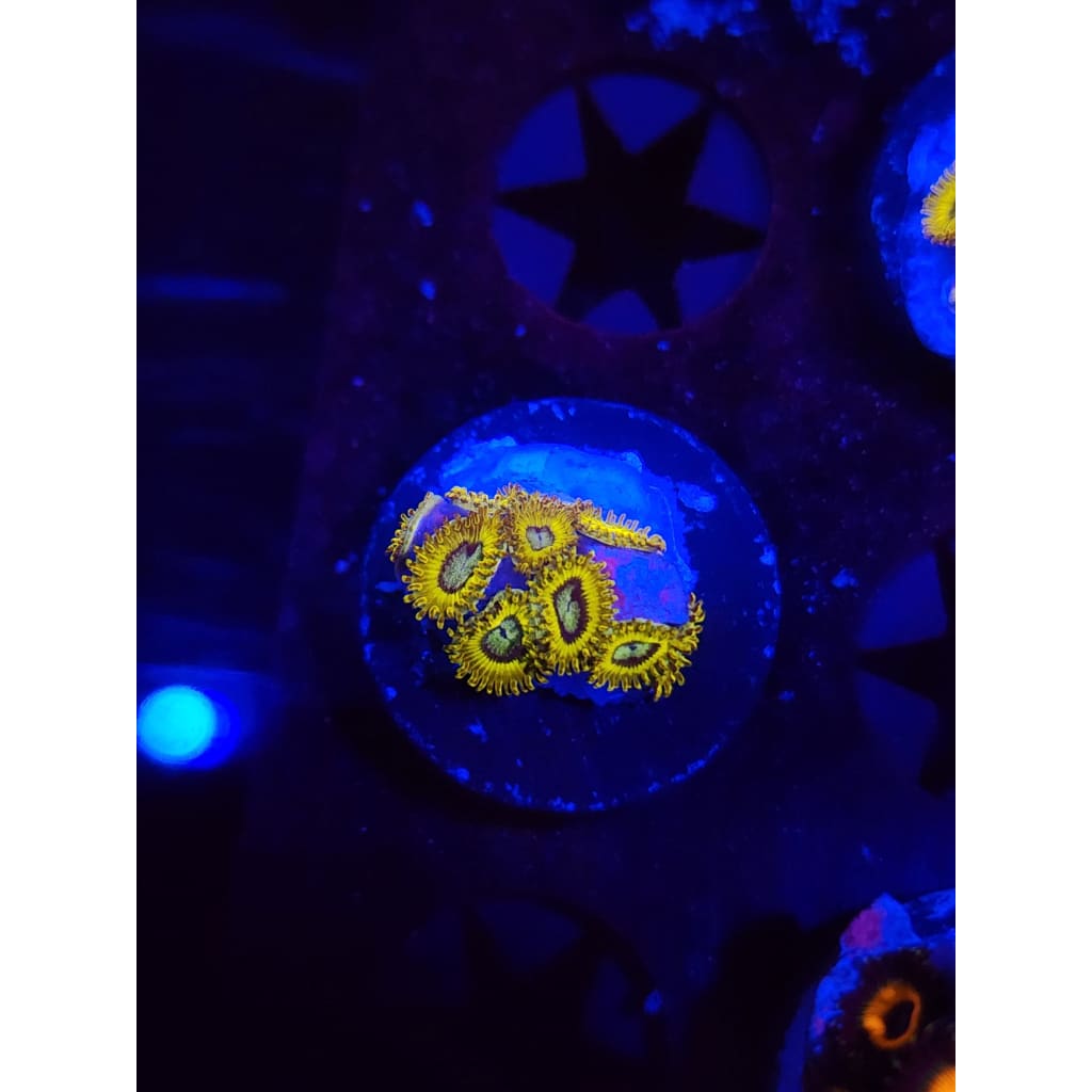 Pikachu Zoanthid Frag WYSIWYG!