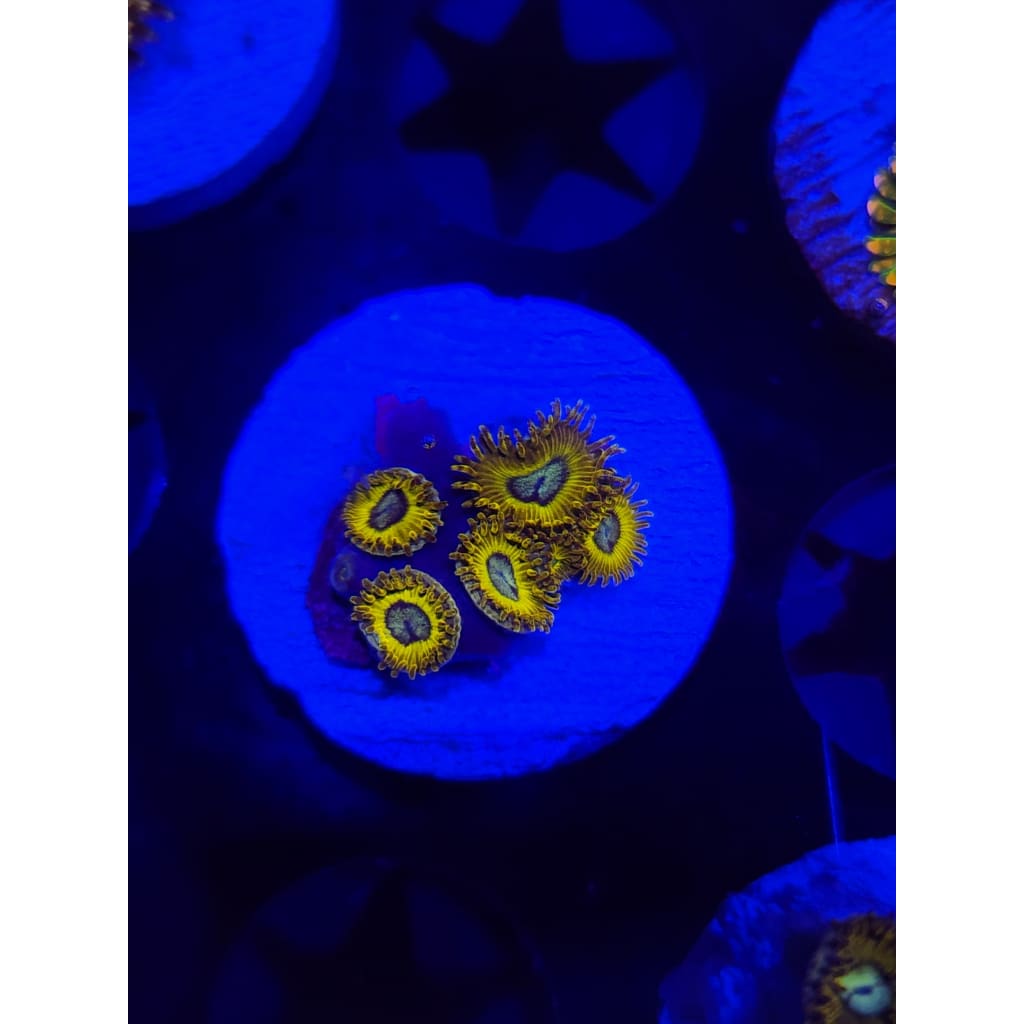 Pikachu Zoanthid Frag WYSIWYG!