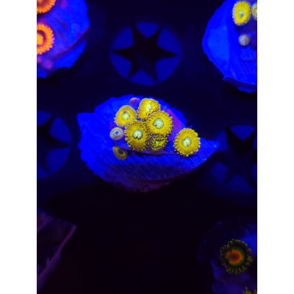 Pikachu Zoanthid Frag WYSIWYG!