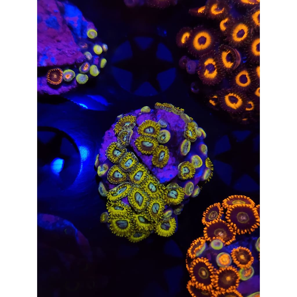 Pikachu Zoanthid Frag WYSIWYG!