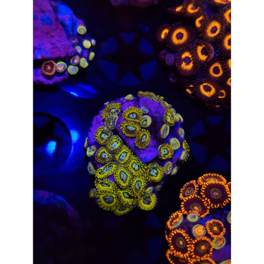 Pikachu Zoanthid Frag WYSIWYG!