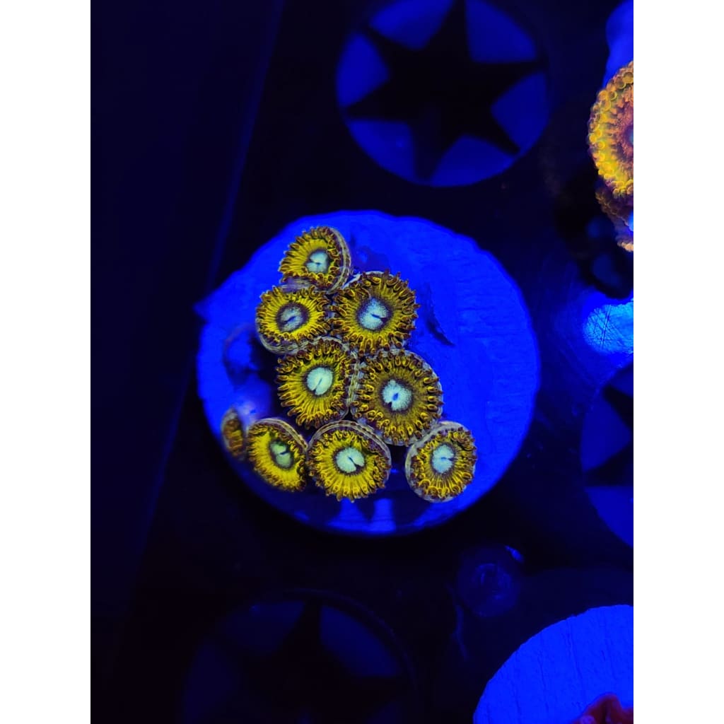 Pikachu Zoanthid Frag WYSIWYG!