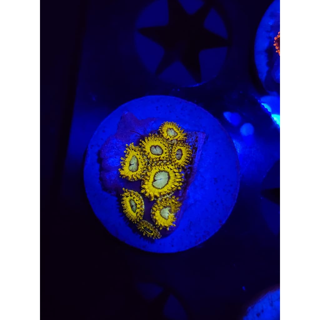 Pikachu Zoanthid Frag WYSIWYG!