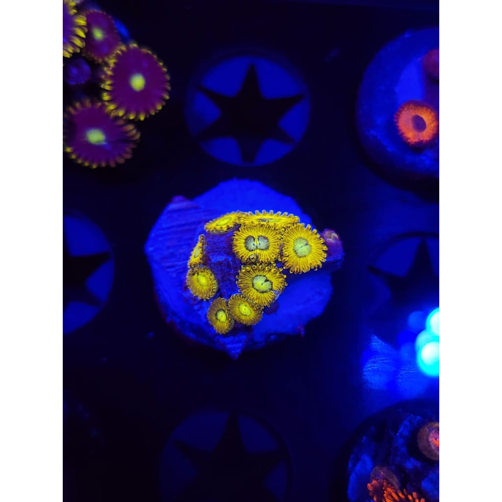 Pikachu Zoanthid Frag WYSIWYG!