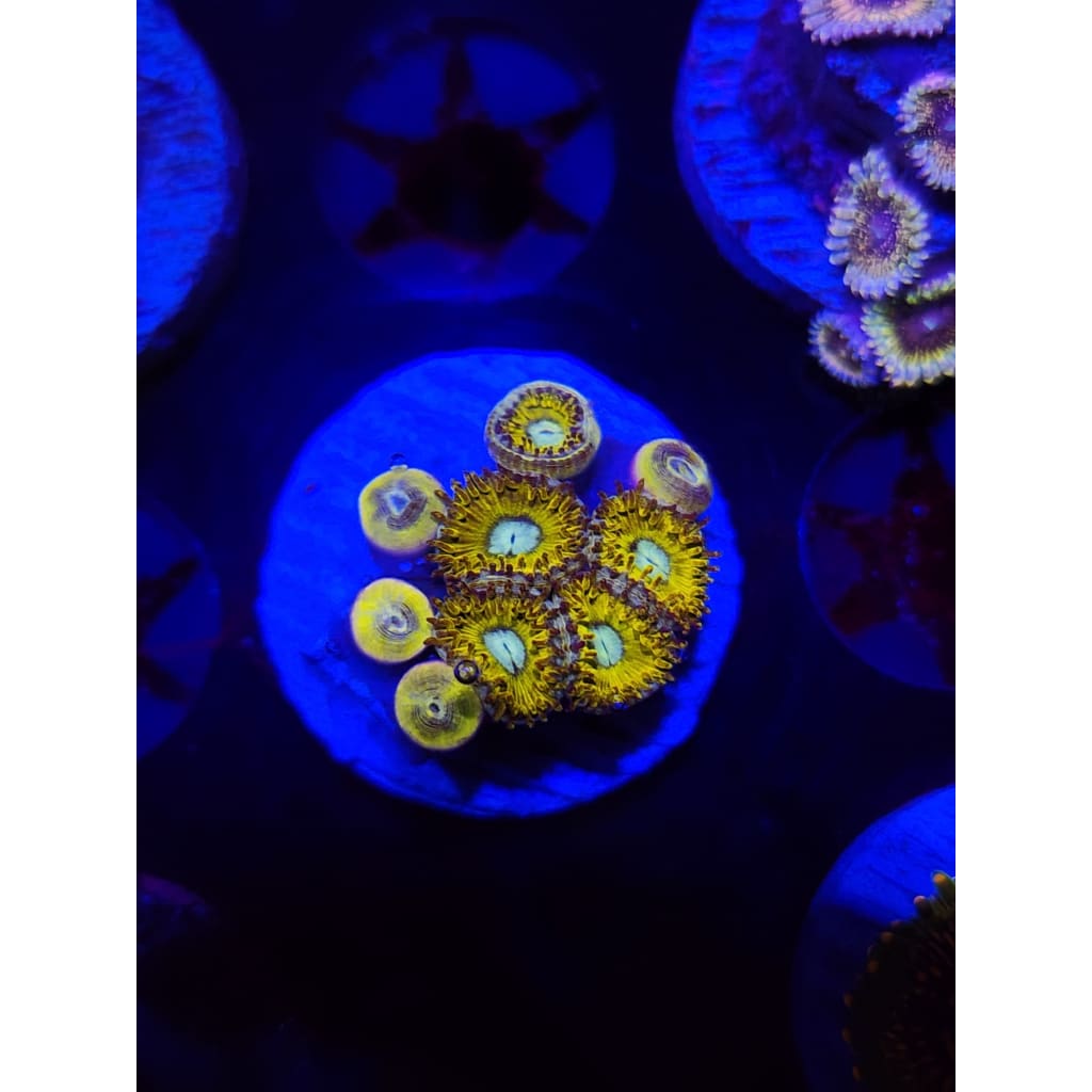 Pikachu Zoanthid Frag WYSIWYG!