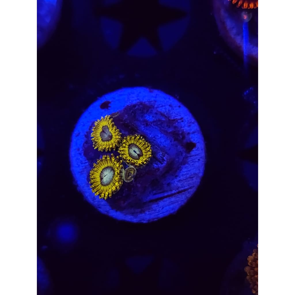 Pikachu Zoanthid Frag WYSIYWG!