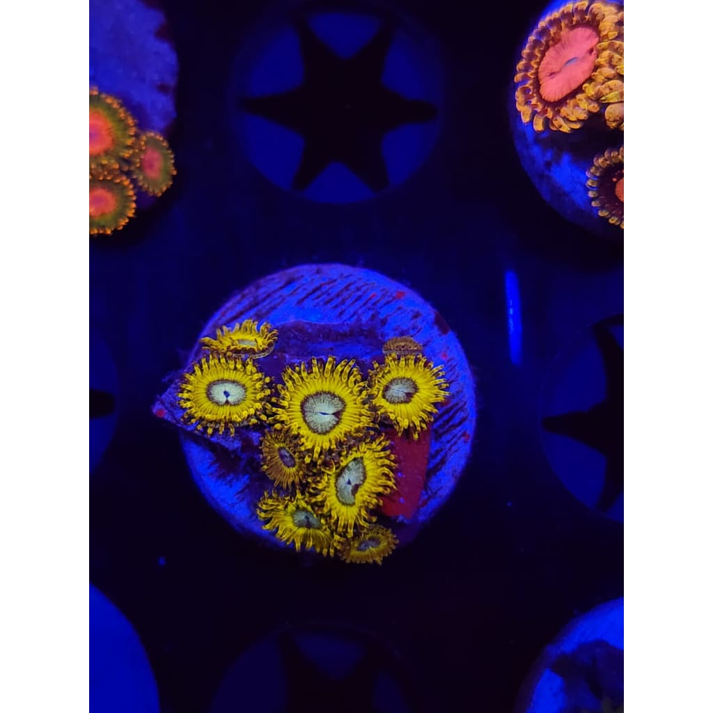 Pikachu Zoanthid Frag WYSIYWG!