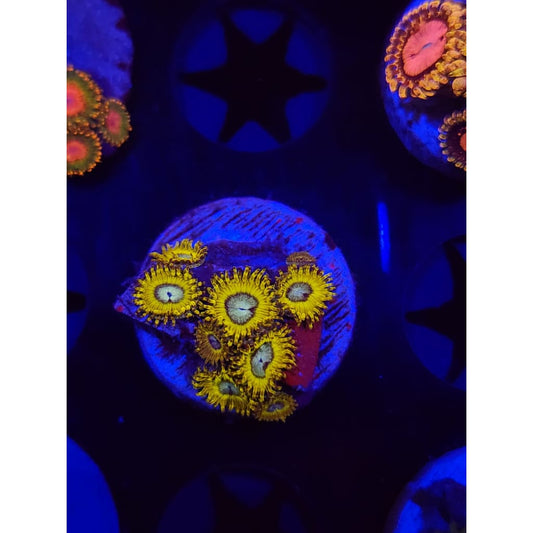 Pikachu Zoanthid Frag WYSIYWG!