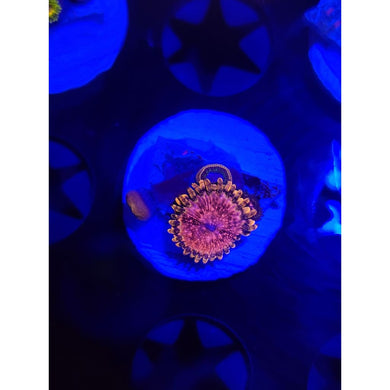 Pink Diamond Zoanthid Frag WYSIWYG!