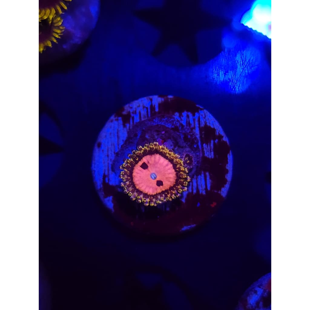 Pink Diamond Zoanthid Frag WYSIWYG!