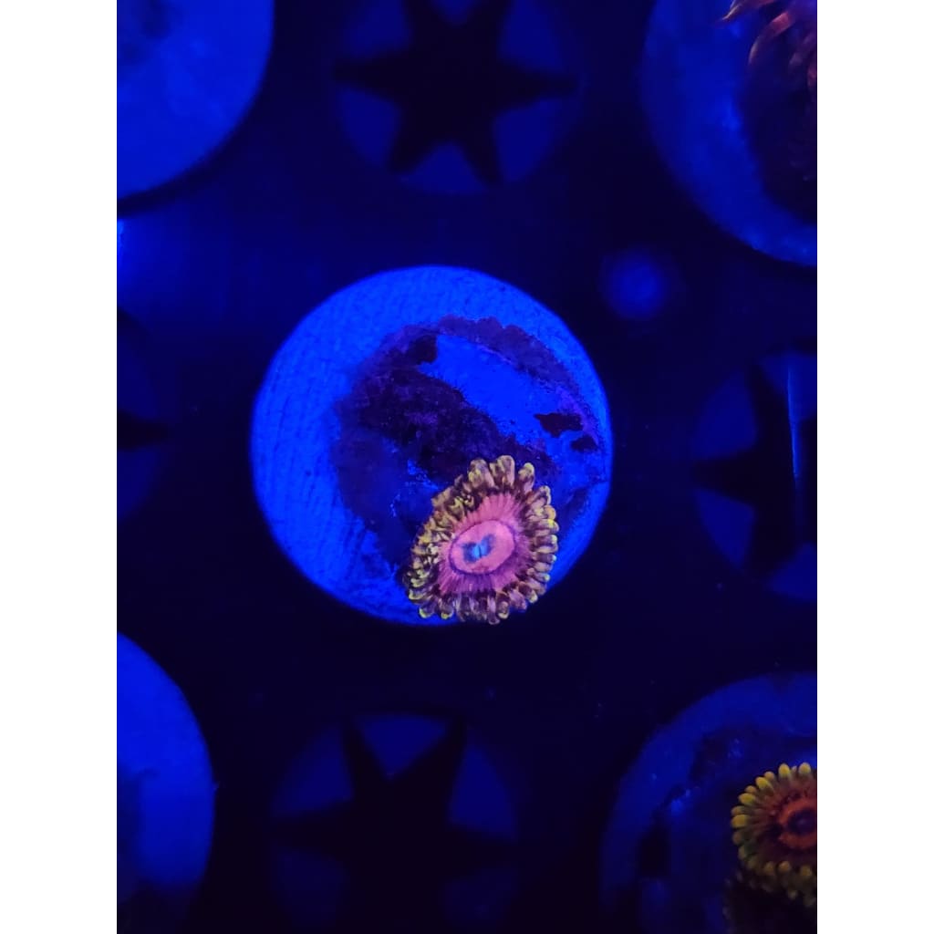 Pink Diamond Zoanthid Frag WYSIWYG!
