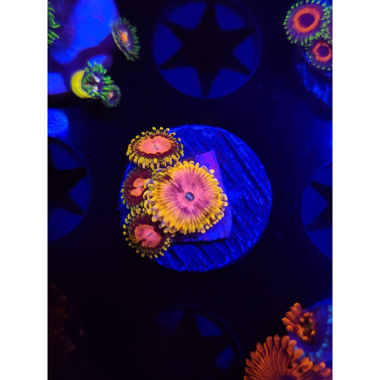 Pink Diamond Zoanthid Frag WYSIWYG!