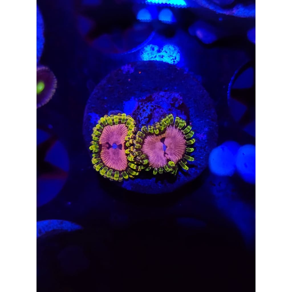 Pink Diamond Zoanthid Frag WYSIWYG!