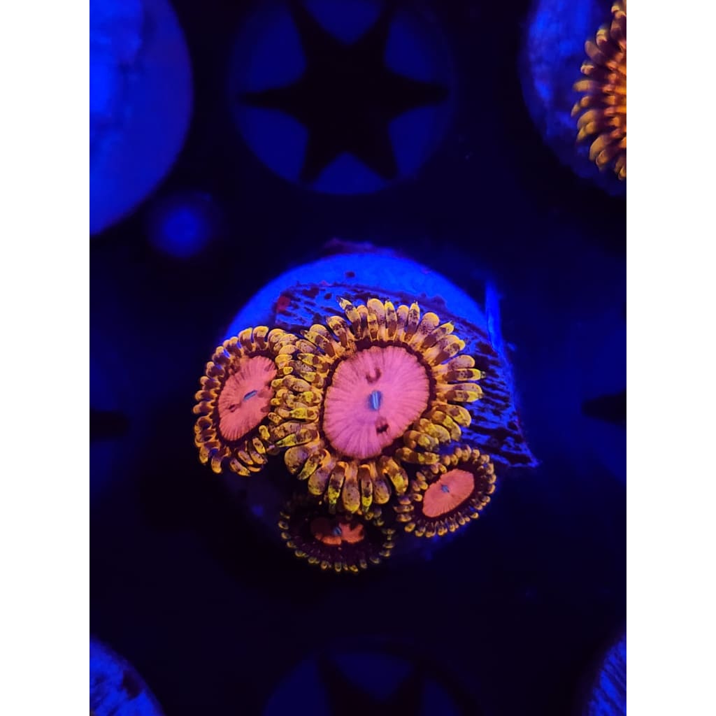 Pink Diamond Zoanthid Frag WYSIWYG!