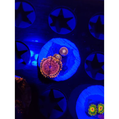 Pink Diamond Zoanthid Frag WYSIWYG!