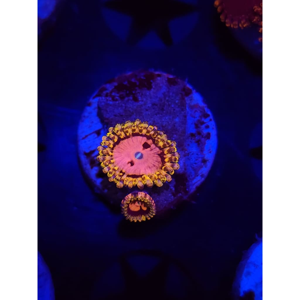 Pink Diamond Zoanthid Frag WYSIYWG!