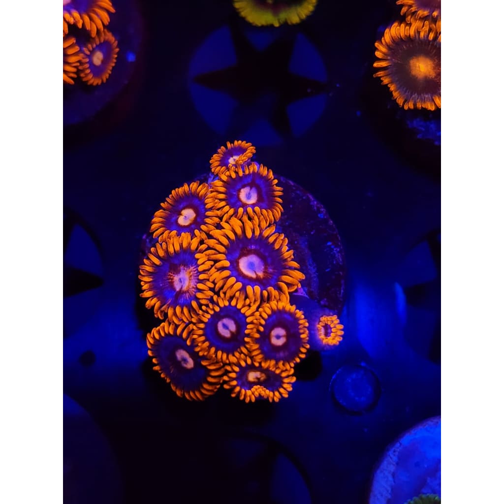 Pink Eye Zoanthid Frag WYSIWYG!