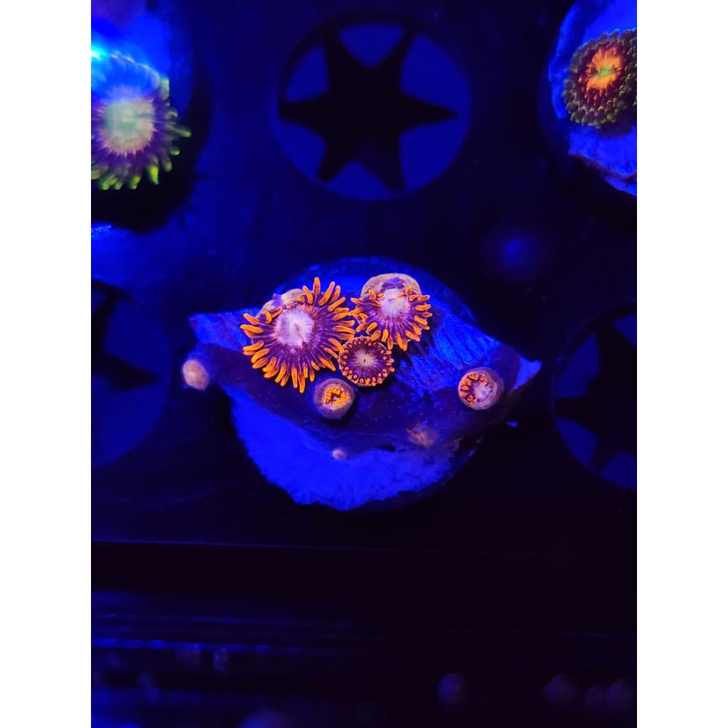 Pink Eye Zoanthid Frag WYSIWYG!