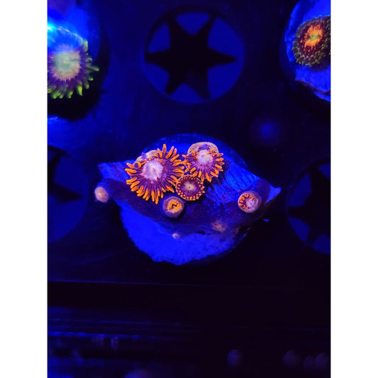 Pink Eye Zoanthid Frag WYSIWYG!