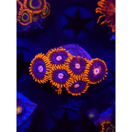 Pink Eye Zoanthid Frag WYSIWYG!