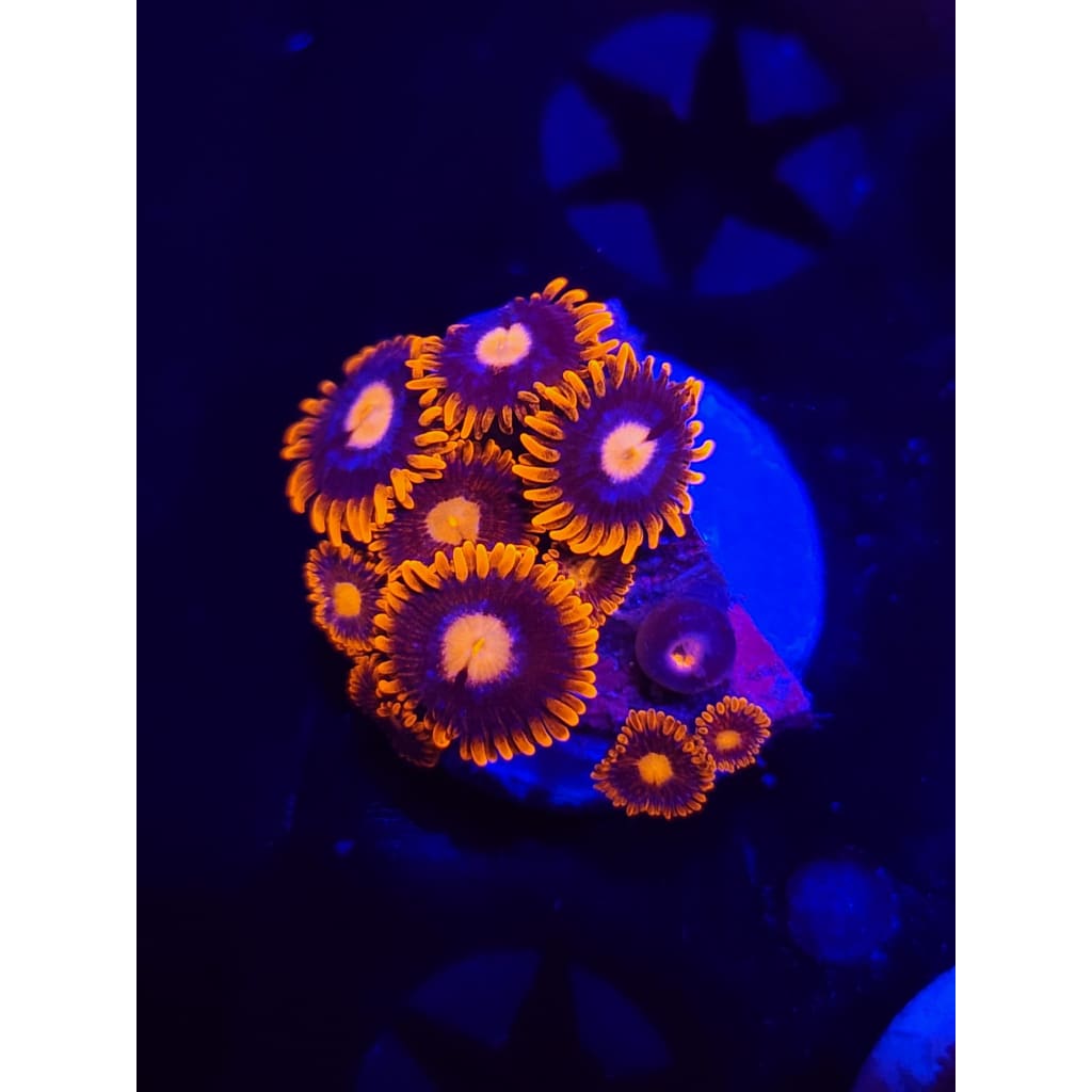 Pink Eye Zoanthid Frag WYSIWYG!
