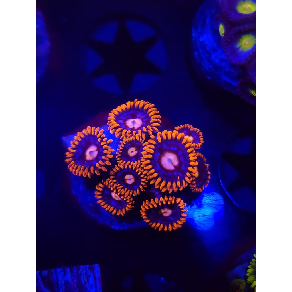 Pink Eye Zoanthid Frag WYSIWYG!