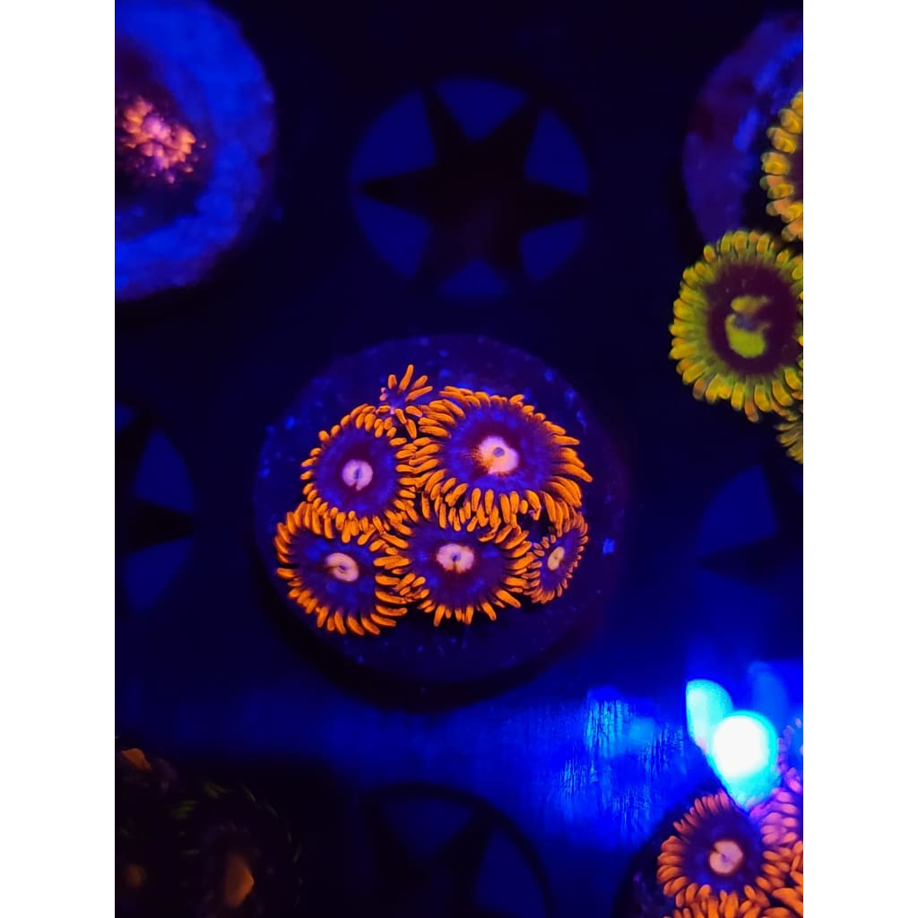 Pink Eye Zoanthid Frag WYSIYWG!