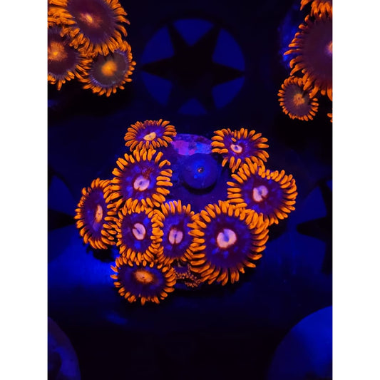 Pink Eye Zoanthid Frag WYSIYWG!