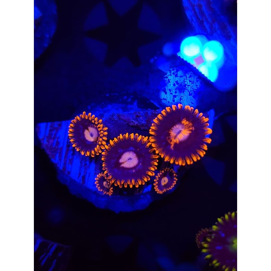 Pink Eyes Zoanthid Frag WYSIWYG!