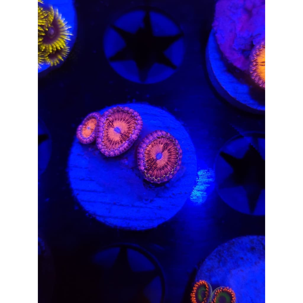 Pink Flamingo Zoanthid Frag WYSIWYG!