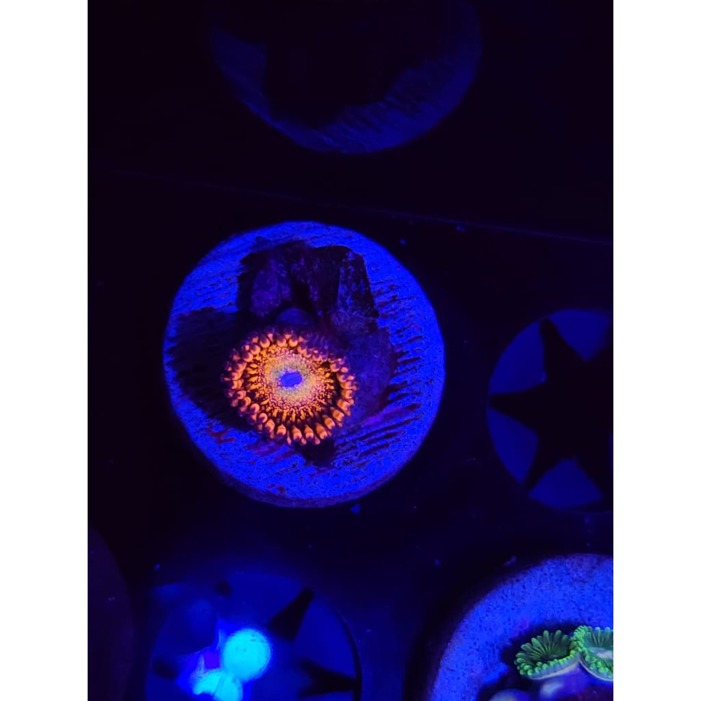 Pink Galaxy Zoanthid Frag WYSIWYG!