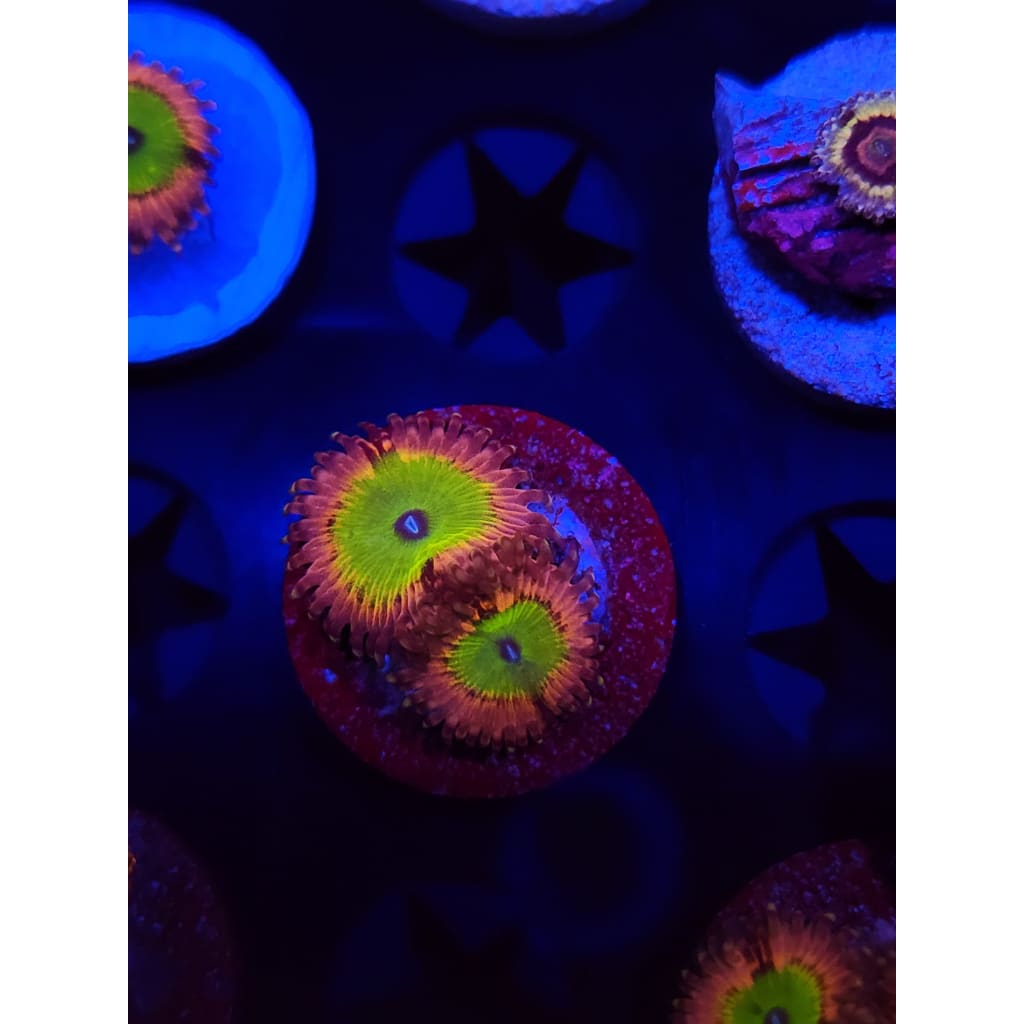 Pink Hippo Zoanthid Frag WYSIWYG!