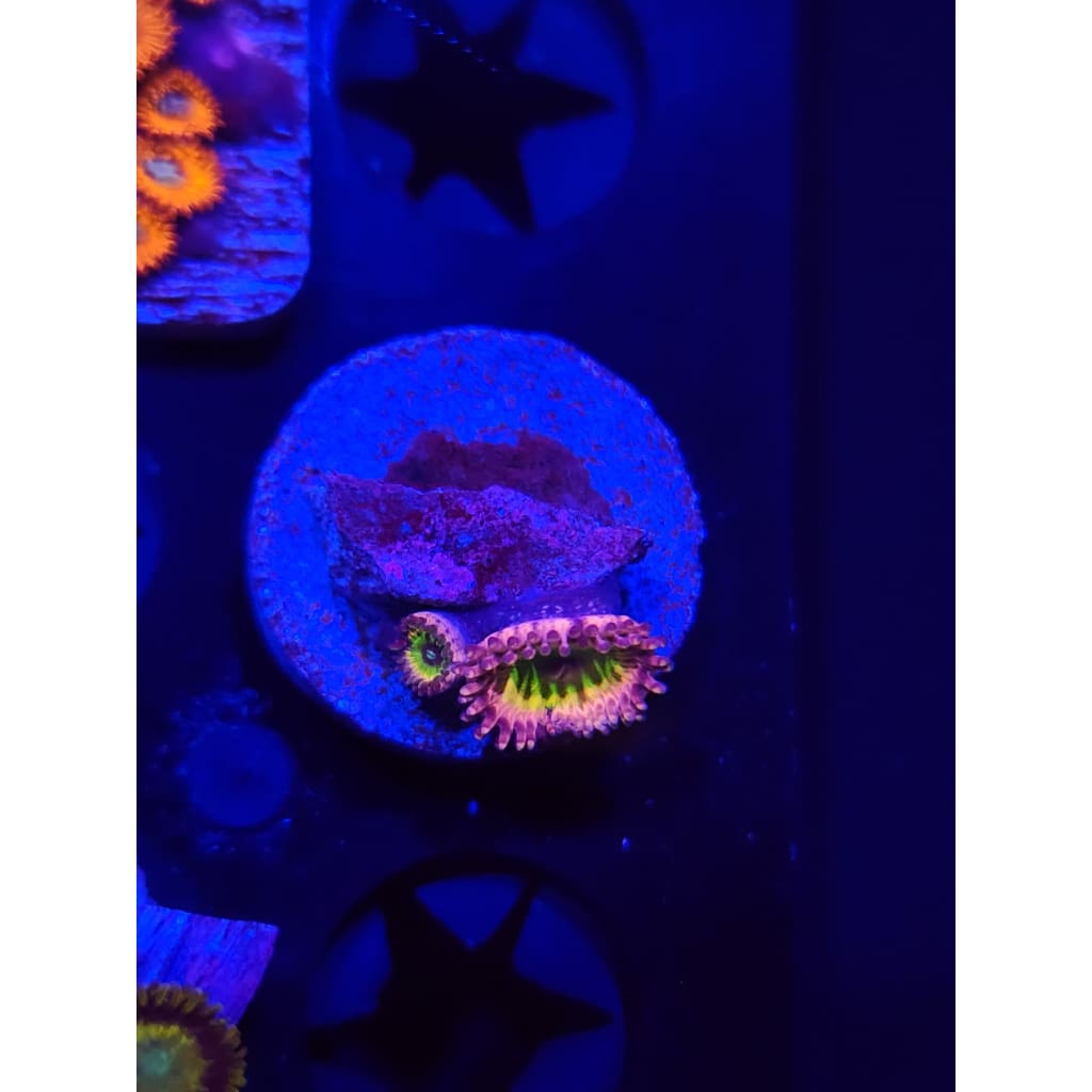 Pink Hippo Zoanthid Frag WYSIWYG!