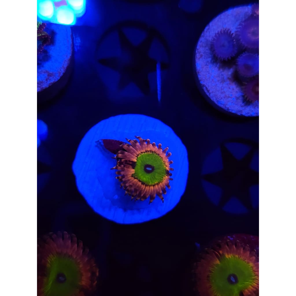 Pink Hippo Zoanthid Frag WYSIWYG!