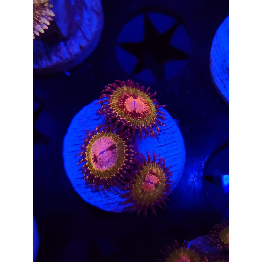 Pink Krak Zoanthid Frag WYSIWYG!