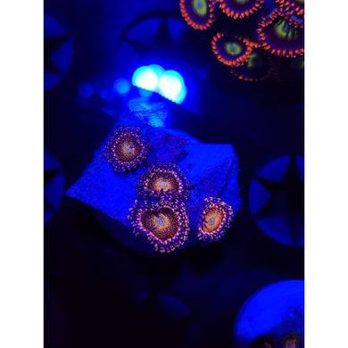 Pink Mohawk Zoanthid Frag WYSIWYG!