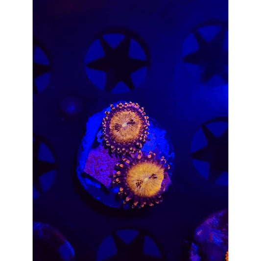Pink n Gold Zoanthid Frag WYSIWYG!