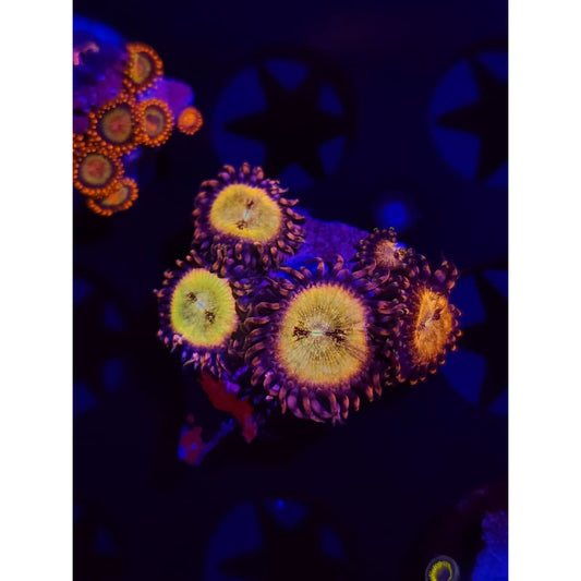 Pink N Gold Zoanthid Frag WYSIWYG!