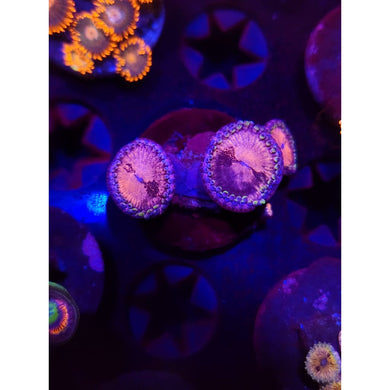 Pink Nirvana Zoanthid Frag WYSIWYG!